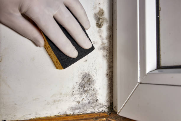 Best Forensic Mold Investigation  in Schuyler, NE